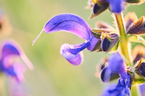Meadow clary (Salvia pratensis) blooming in a meadow