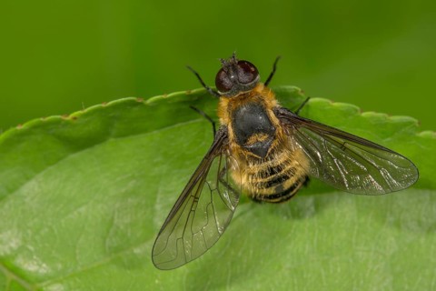 Hottentot fly (Villa hottentotta) sunning itself on a leaf