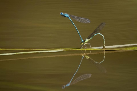 Azure damselflies (Coenagrion puella) laying eggs