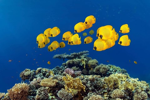 Shoal of masked butterflyfish (Chaetodo Semilarvatus) swimming over coral reef