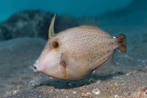 Cantherhines pardalis (Cantherines pardalis) swimming over sandy bottom