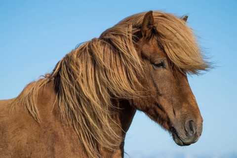 Icelandic horse (Equus islandicus)