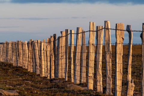 Driftwood fence