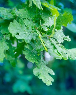 Wet leaves of a young oak. Village of Sapolno