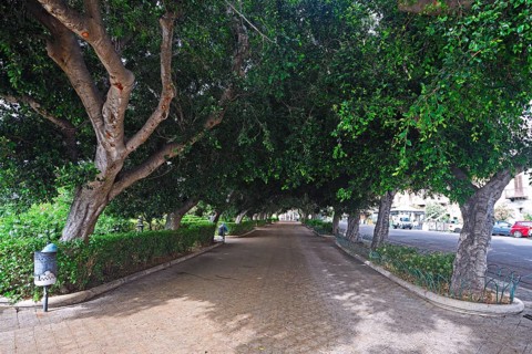 Path under ancient ficus tree (Ficus)