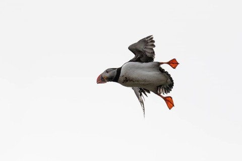 Puffin (Fratercula arctica) in flight