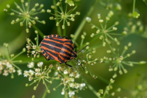 Italian striped-bug (Graphosoma italicum) on a goutweed flower Ground elder (Aegopodium podagraria)