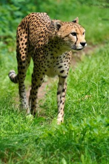 Sudan cheetah (Acinonyx jubatus soemmeringii)