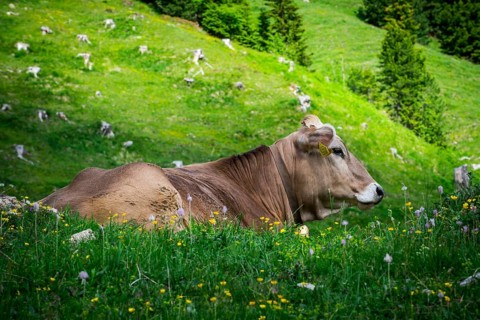 Tyrolean grey cattle on a pasture