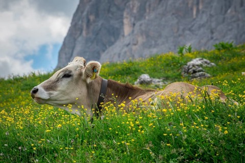Tyrolean grey cattle on a pasture