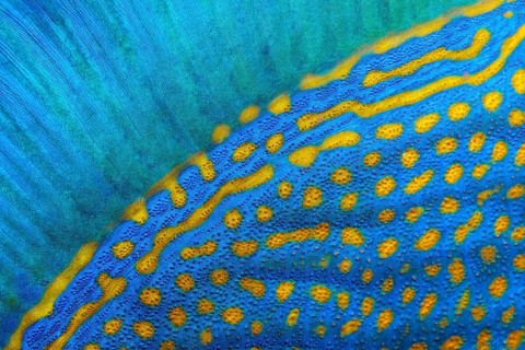 Dorsal fin and scales of blue stripe triggerfish (Pseudobalistes fuscus)