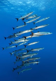 Shoal of darkfin barracuda (Sphyraena qenie)