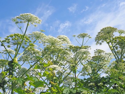 Giant hogweed (Heracleum mantegazzianum)