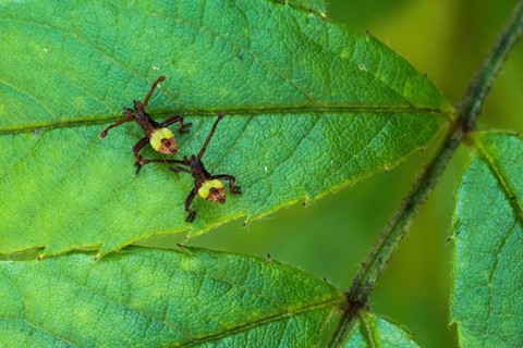 Box bug (Gonocerus acuteangulatus)