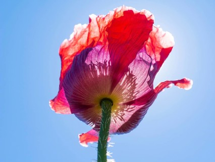 Poppy blossom