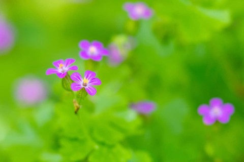Flower of the Stork's Bill