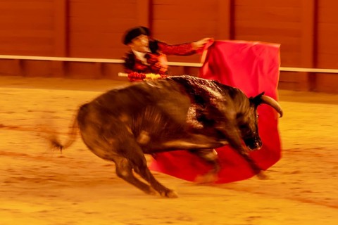 Matador with muleta with running bull