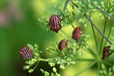 Italian striped-bugs (Graphosoma italicum) on a goutweed flower Ground elder (Aegopodium podagraria)