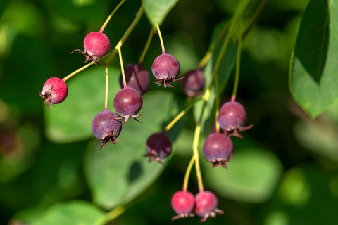 Ripe fruits of the Snowy mespilus (Amelanchier ovalis)