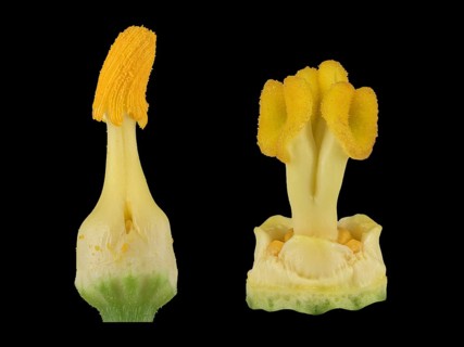 Zucchini (Cucurbita pepo subsp. pepo convar. giromontiina)