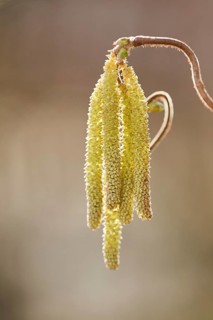 Common hazel (Corylus avellana 'Contorta') blooming