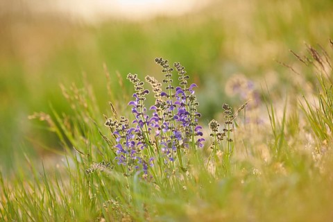Meadow clary (Salvia pratensis) blooming in a meadow