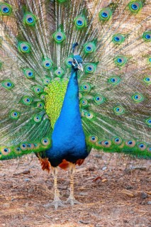 Peacock Indian peafowl (Pavo cristatus) beats wheel