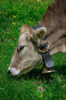 Tyrolean grey cattle on a pasture