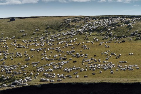 Domestic sheep (Ovis aries)