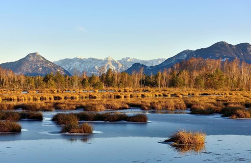 Water surface iced in moor landscape with birches Downy birch (Betula pubescens) and pines Scots (Pinus sylvestris) pine
