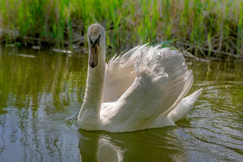 Swan (Cygnus Olor)