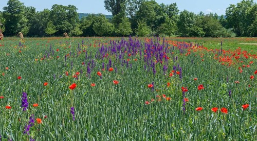 Poppy and columbine in a green cornfield
