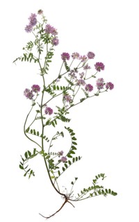 Crown vetches (Securigera varia) on white background