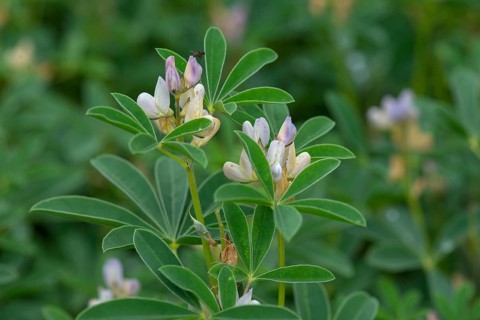 Flowers of a broad bean (Vicia faba)