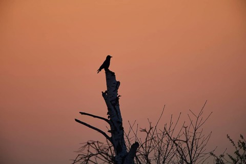 Carrion crow (Corvus corone) on a dead tree at sunset