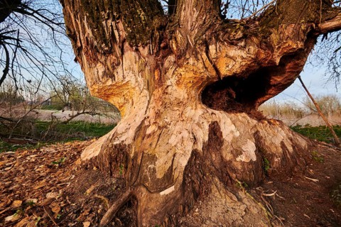 Crack willow or brittle willow (Salix fragilis) tree