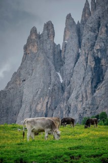 Tyrolean grey cattle on a pasture