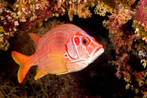Sabre squirrelfish (Sargocentron spiniferum) swimming under coral reef overhang