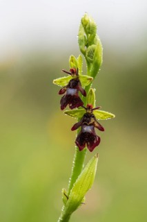 Fly orchid (Ophrys insectifera)