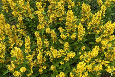 Loosestrife (Lysimachia)