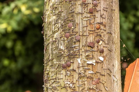 No news. Rusty staples and drawing pins on a wooden pole. Poland