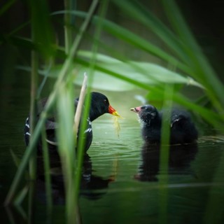 Common moorhen (Gallinula chloropus) with chicks