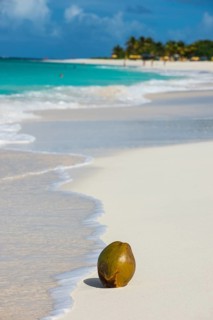 Coconut on the world class Shoal Bay East beach