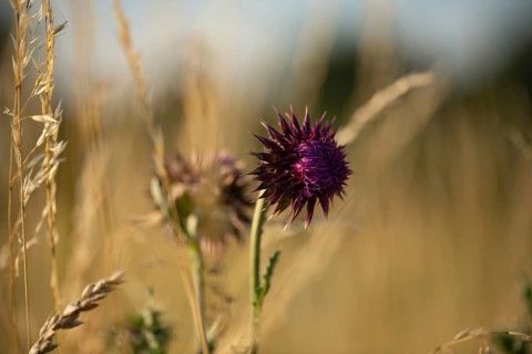 Nodding thistle Carduus nutans)