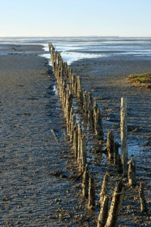 Wooden groynes and shells at low tide in the Lower Saxony Wadden Sea National Park