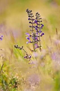 Meadow clary (Salvia pratensis) blooming in a meadow