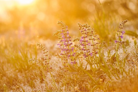 Meadow clary (Salvia pratensis) blooming in a meadow