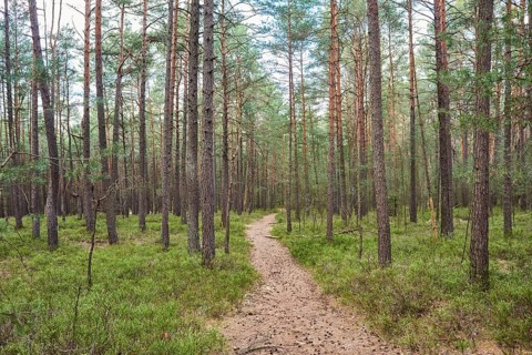 Trail going throug European red pine (Pinus sylvestris)