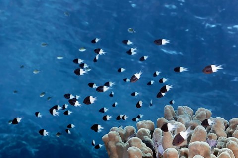 Swarm of Half-and-half chromis (Chromis dimidiata) swimming over coral reef