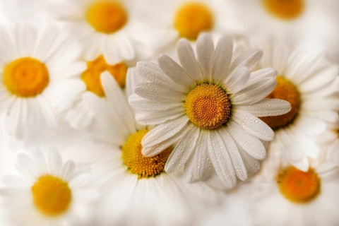 Shasta daisy (Leucanthemum maximum)
